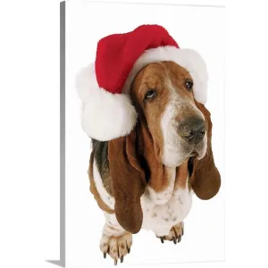 "Basset Hound displaying a Santa hat" Canvas Wall Art