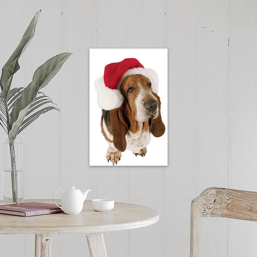 "Basset Hound displaying a Santa hat" Canvas Wall Art