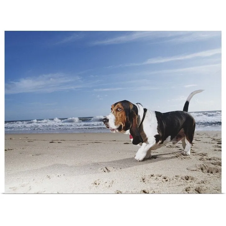 "Basset hound walking on the beach" Poster Print - Multi