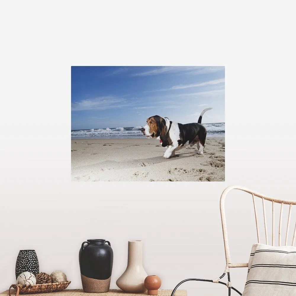 "Basset hound walking on the beach" Poster Print - Multi