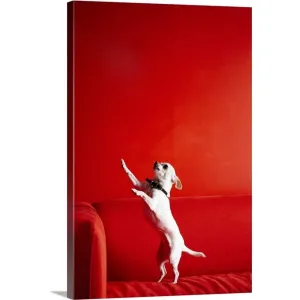 "Begging Chihuahua standing on red sofa" Canvas Wall Art