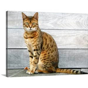 "Bengal cat sitting on weathered deck." Canvas Wall Art