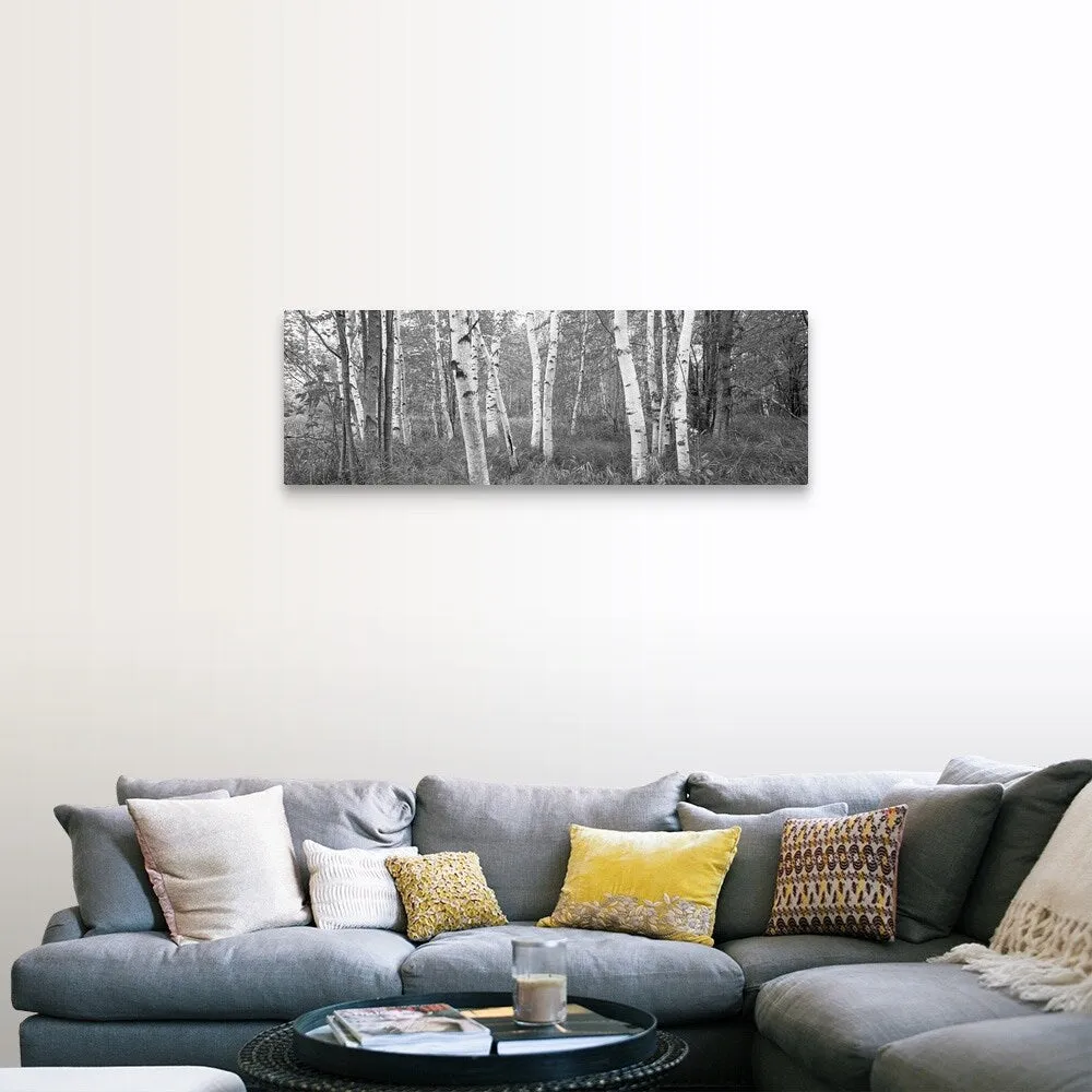 "Birch trees in a forest, Acadia National Park, Hancock County, Maine" Canvas Wall Art