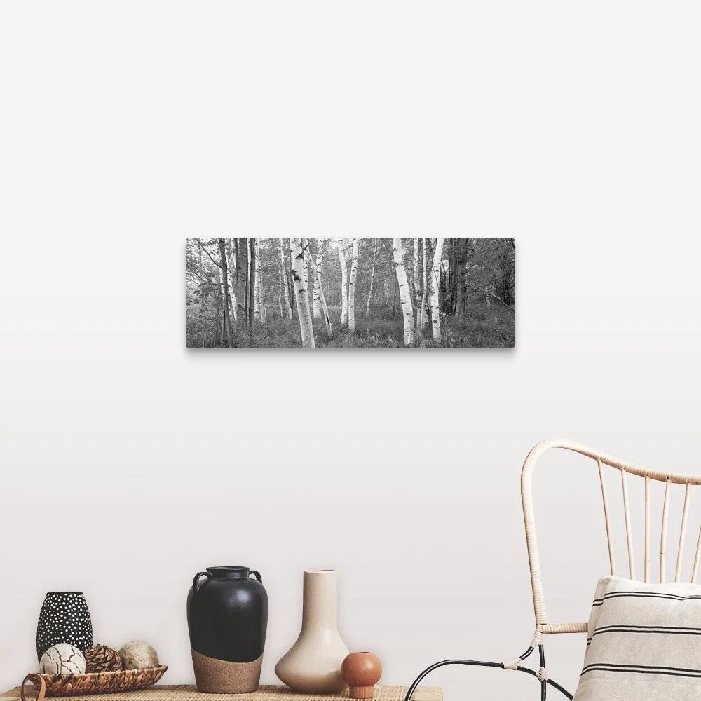 "Birch trees in a forest, Acadia National Park, Hancock County, Maine" Canvas Wall Art