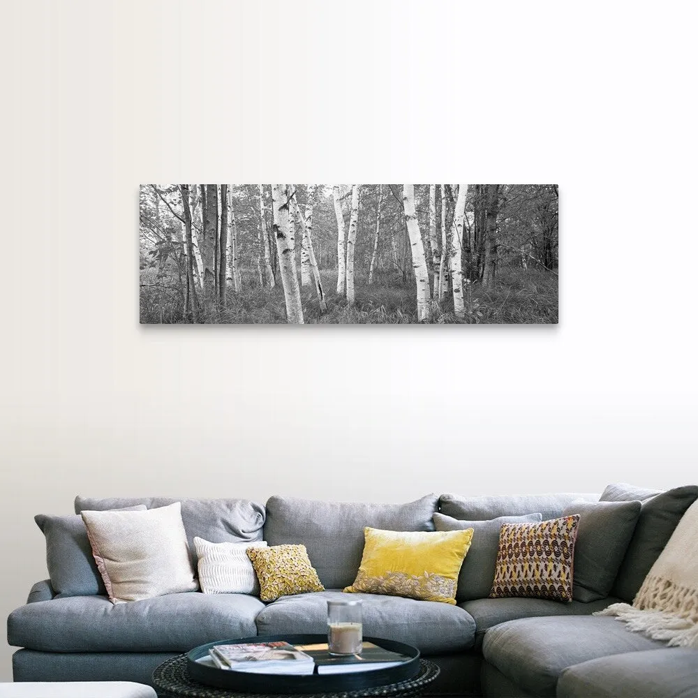 "Birch trees in a forest, Acadia National Park, Hancock County, Maine" Canvas Wall Art