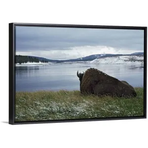 "Bison Resting With Snow On Its Back, Yellowstone National Park, Wyoming, Usa" Black Float Frame Canvas Art