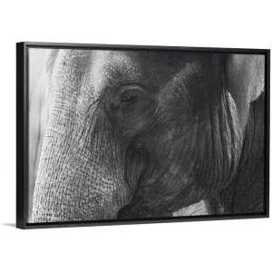 "Black and White Elephant portrait" Black Float Frame Canvas Art