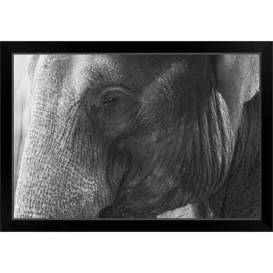 "Black and White Elephant portrait" Black Framed Print