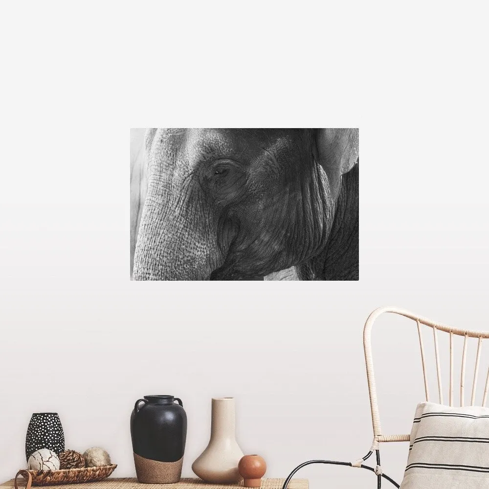 "Black and White Elephant portrait" Poster Print - Multi