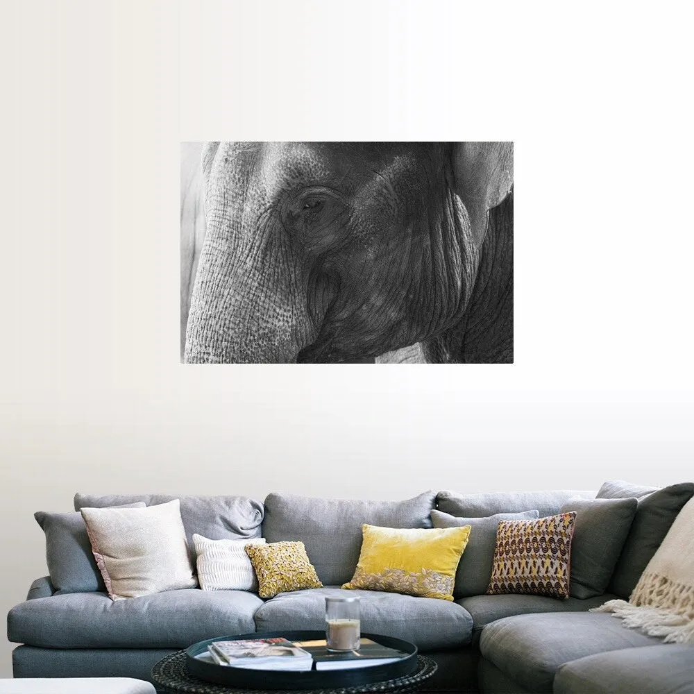 "Black and White Elephant portrait" Poster Print - Multi