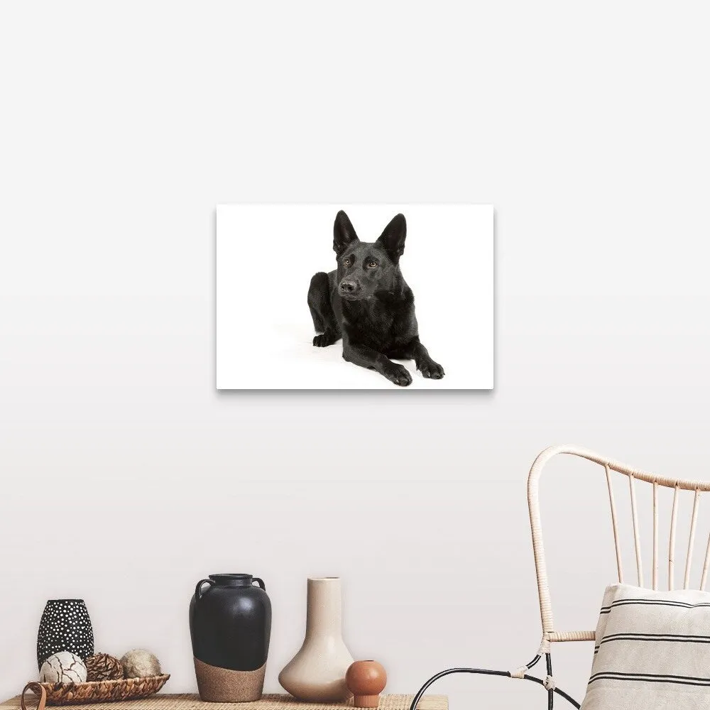 "Black German Shepherd laying down" Canvas Wall Art