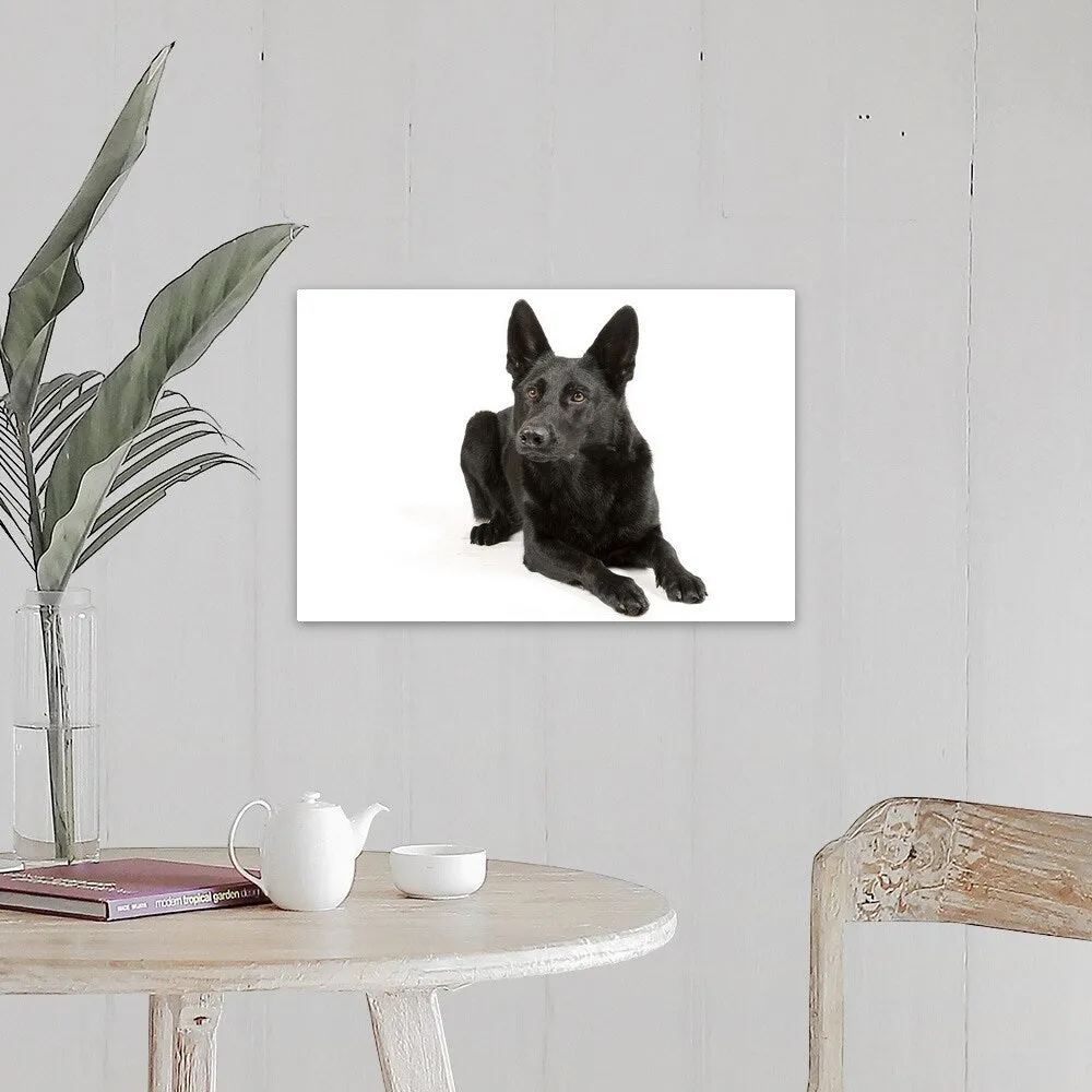 "Black German Shepherd laying down" Canvas Wall Art