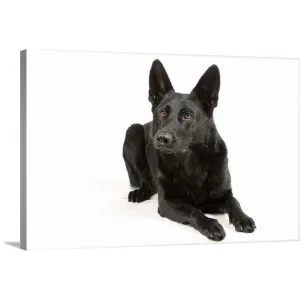 "Black German Shepherd laying down" Canvas Wall Art