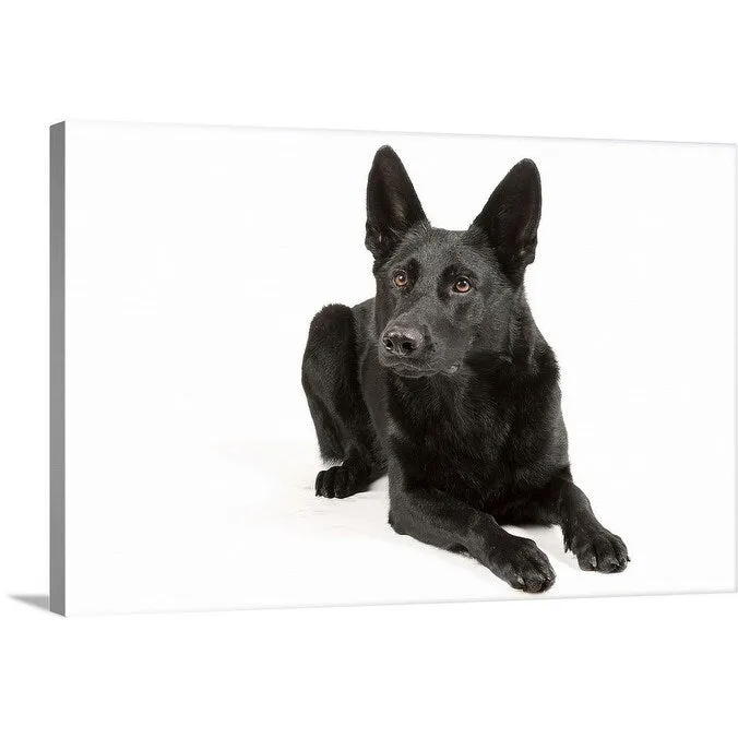 "Black German Shepherd laying down" Canvas Wall Art