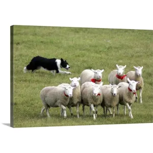 "Border Collie herding sheep" Canvas Wall Art