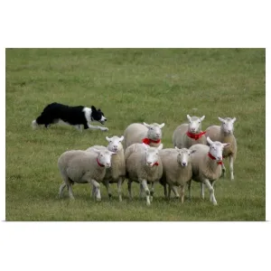 "Border Collie herding sheep" Poster Print - Multi