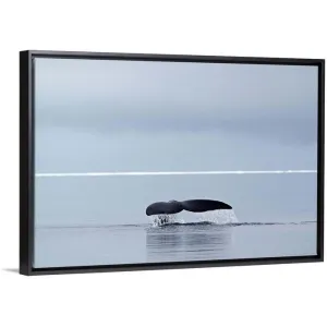 "Bowhead whale, fluking, Arctic Canada" Black Float Frame Canvas Art