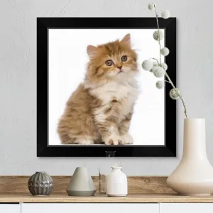 "British Longhair kitten sitting" Black Framed Print