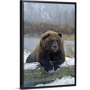 "Brown Bear, resting on log" Black Float Frame Canvas Art