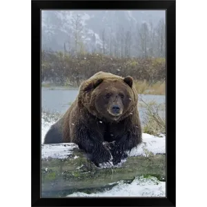 "Brown Bear, resting on log" Black Framed Print