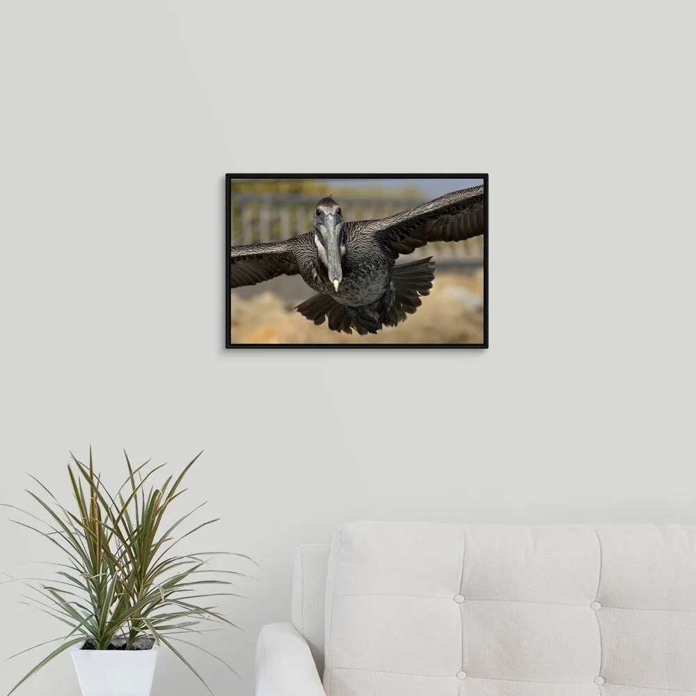 "Brown Pelican in flight" Black Float Frame Canvas Art