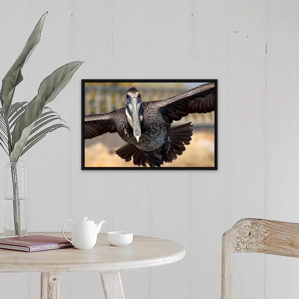 "Brown Pelican in flight" Black Float Frame Canvas Art