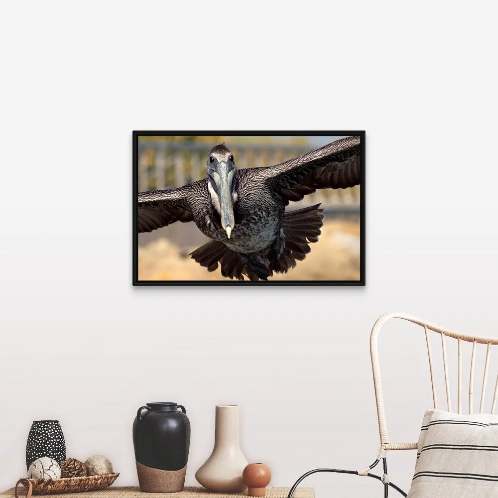 "Brown Pelican in flight" Black Float Frame Canvas Art