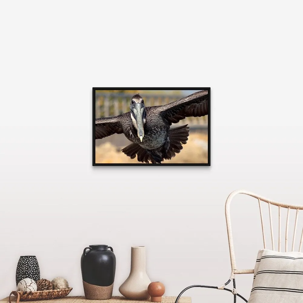 "Brown Pelican in flight" Black Float Frame Canvas Art