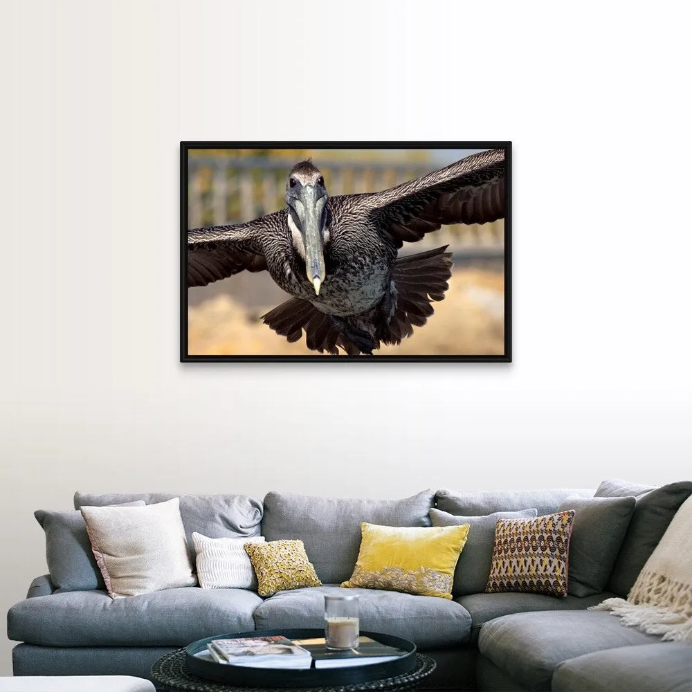 "Brown Pelican in flight" Black Float Frame Canvas Art