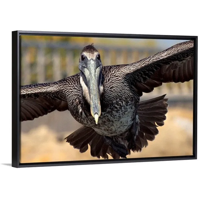 "Brown Pelican in flight" Black Float Frame Canvas Art