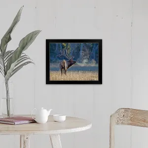 "Bull elk" Black Framed Print