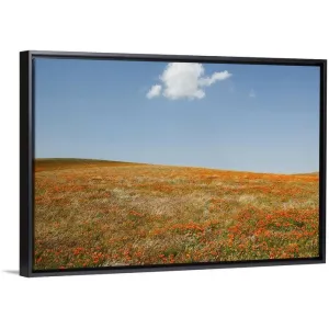 "California, Antelope Valley, California Poppy Reserve" Black Float Frame Canvas Art