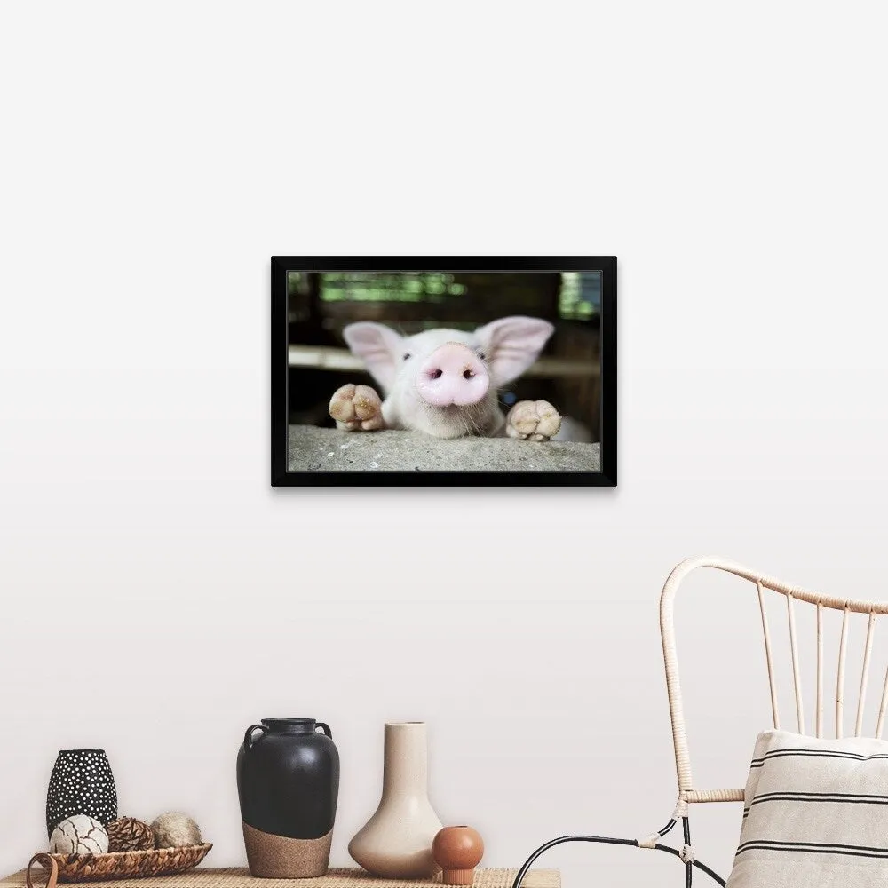 "Curious little pig, Philippines" Black Framed Print