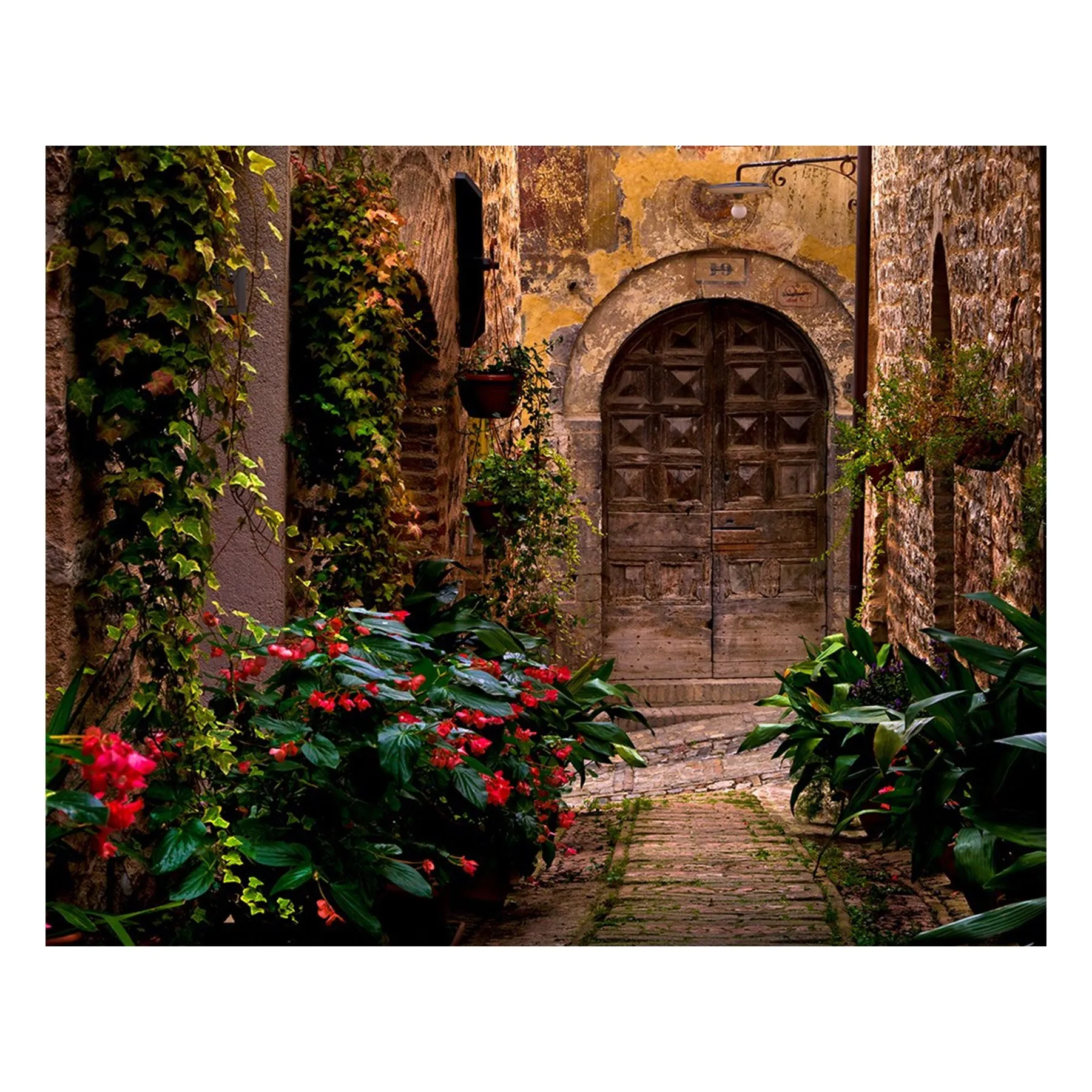 "The Fox" | Italy Photography Print