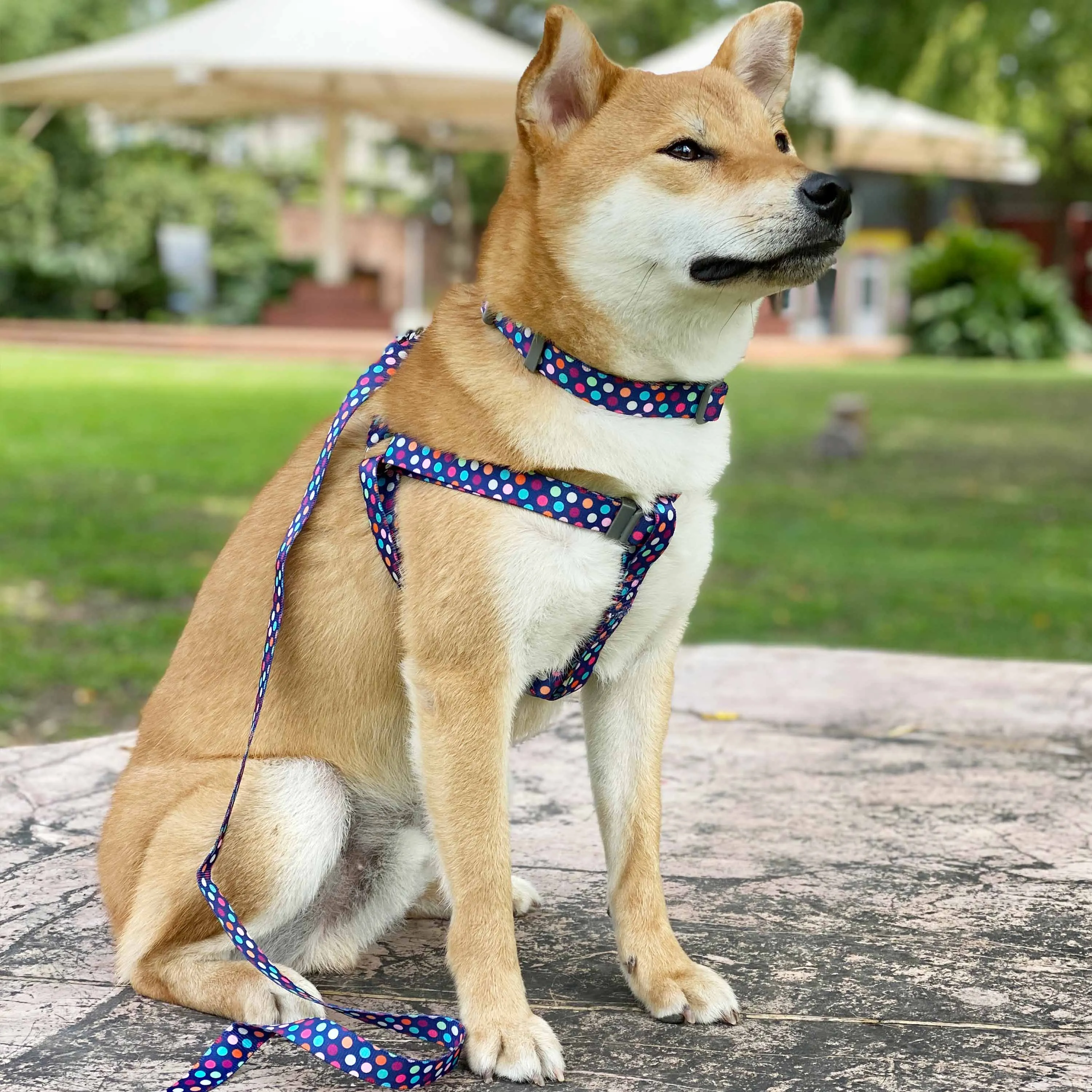 Rainbow Polka Dots Dog Harness