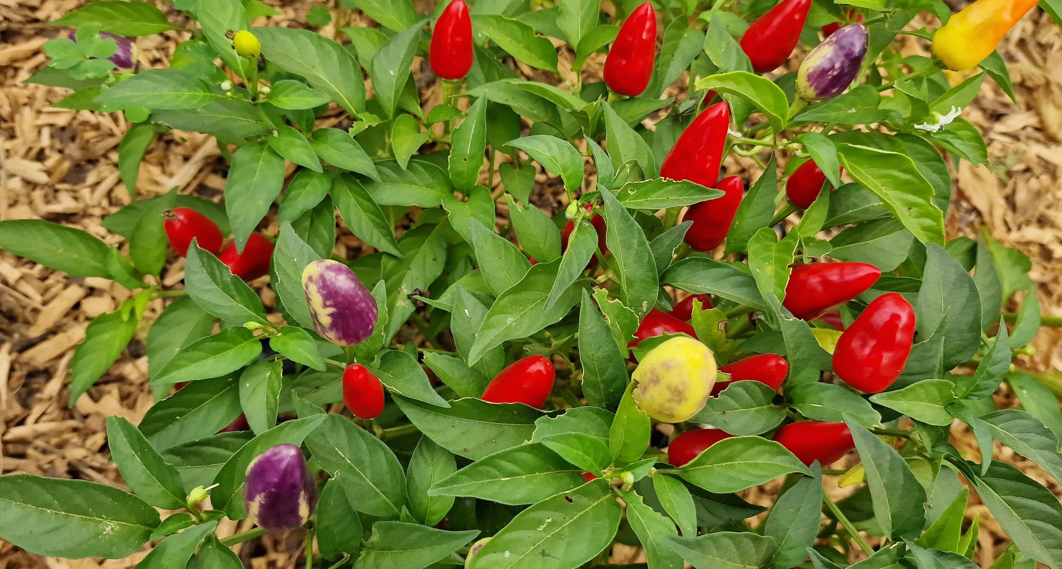 Razzamatazz Chilli Seeds