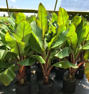 Red Banana Tree