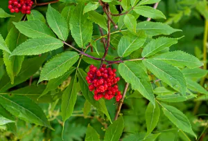 Red Elderberry Sambucus racemosa 10 Seeds  USA Company