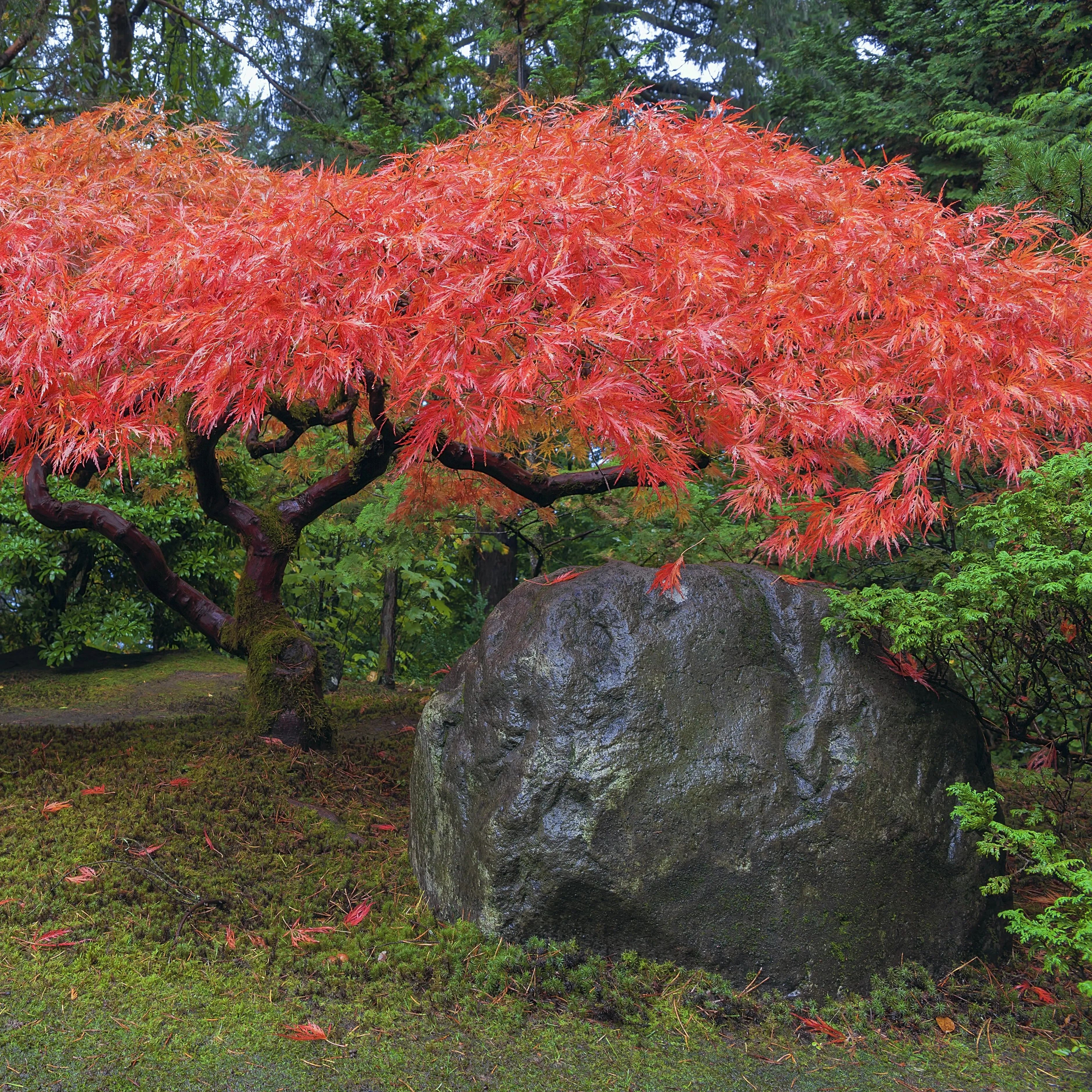 Red Japanese Maple Tree