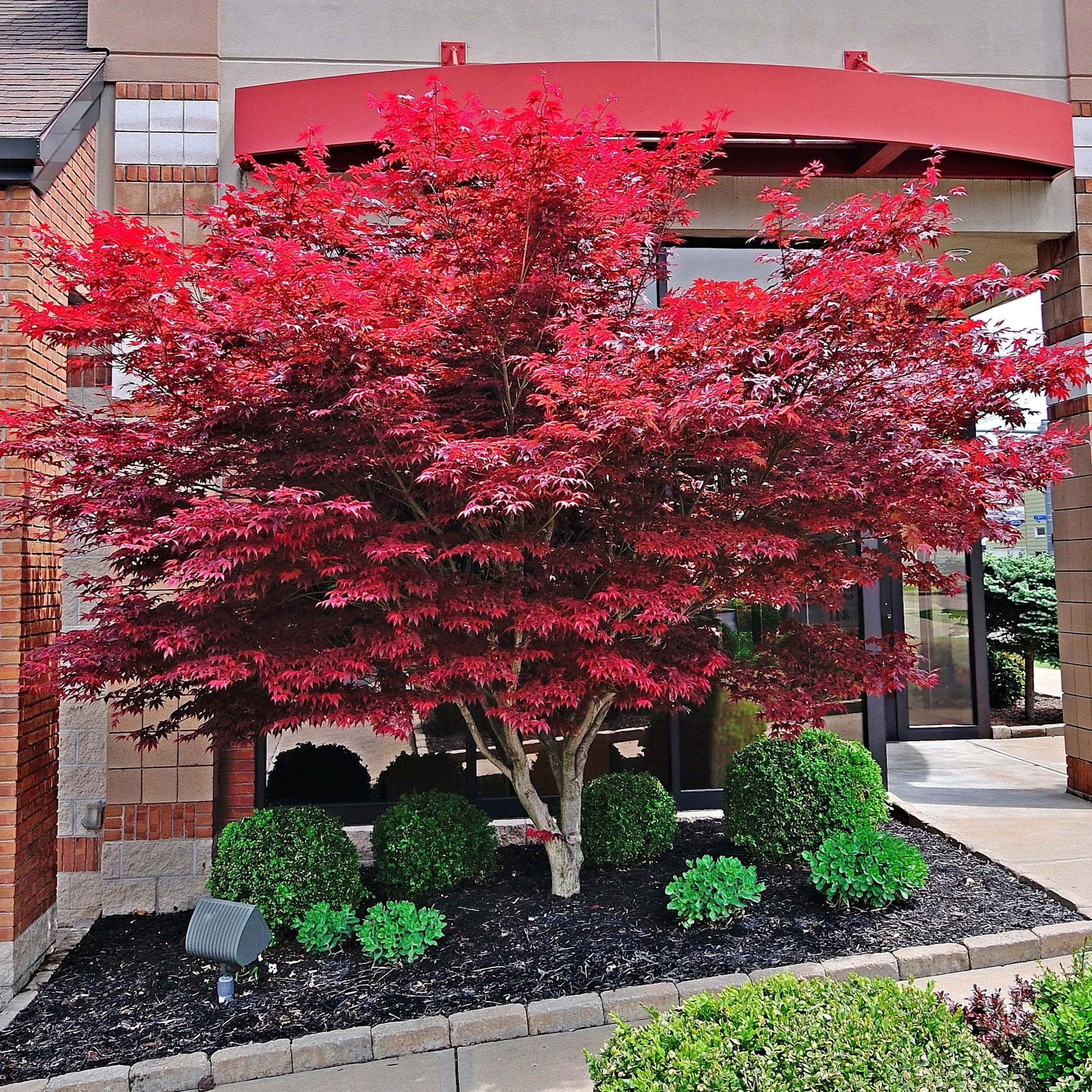 Red Japanese Maple Tree