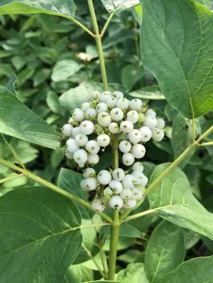 Red-Osier Dogwood