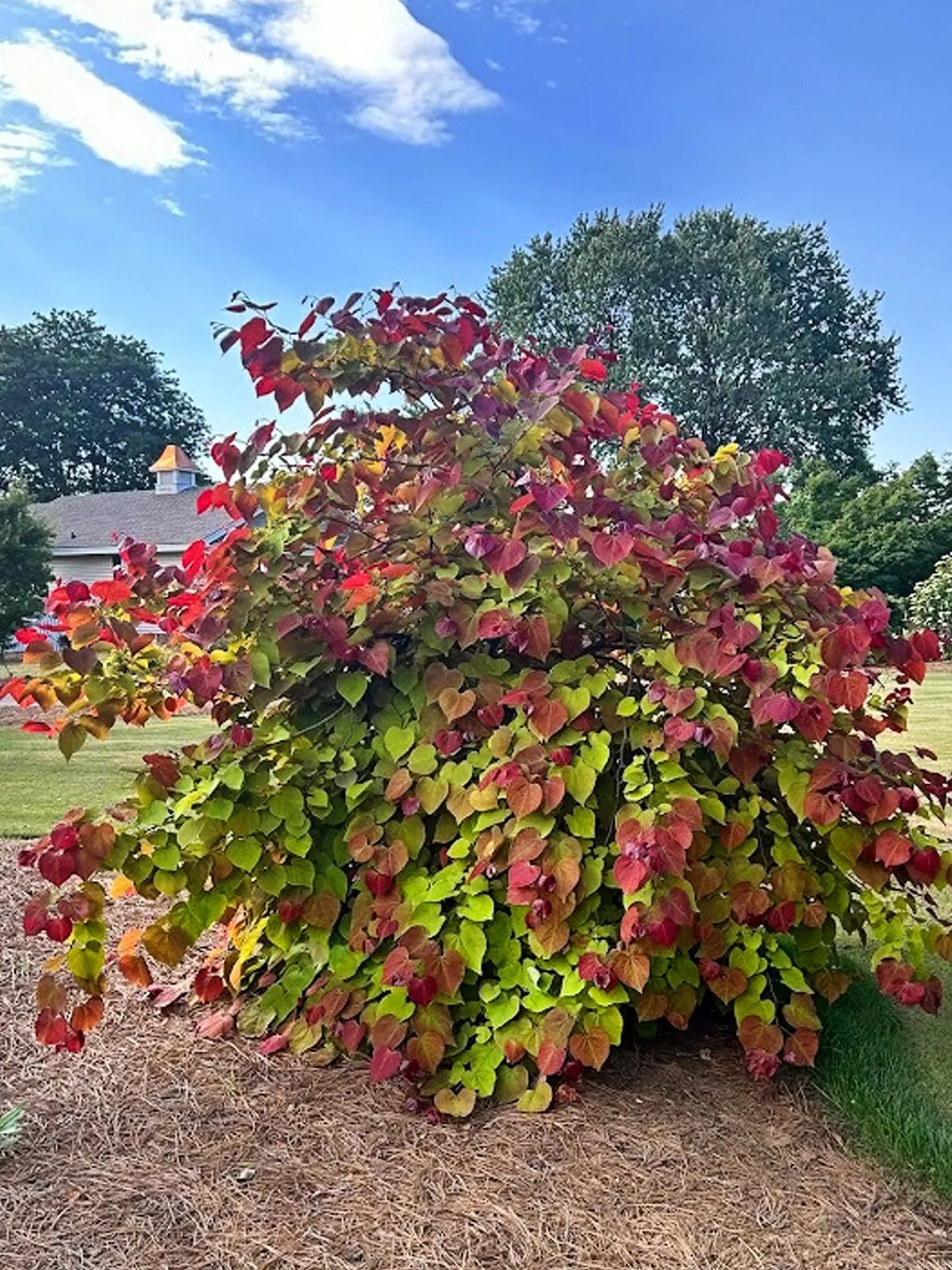 Redbud - Flame Thrower