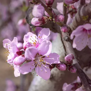 Redskin Peach Tree