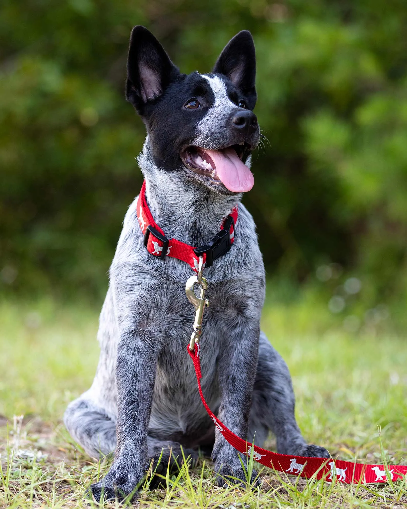 Reflective Hound Series 5/8" Collars, 10-16"