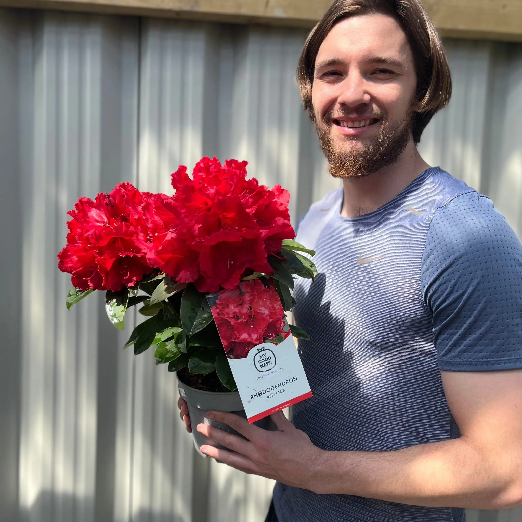 Rhododendron 'Red Jack' 2L