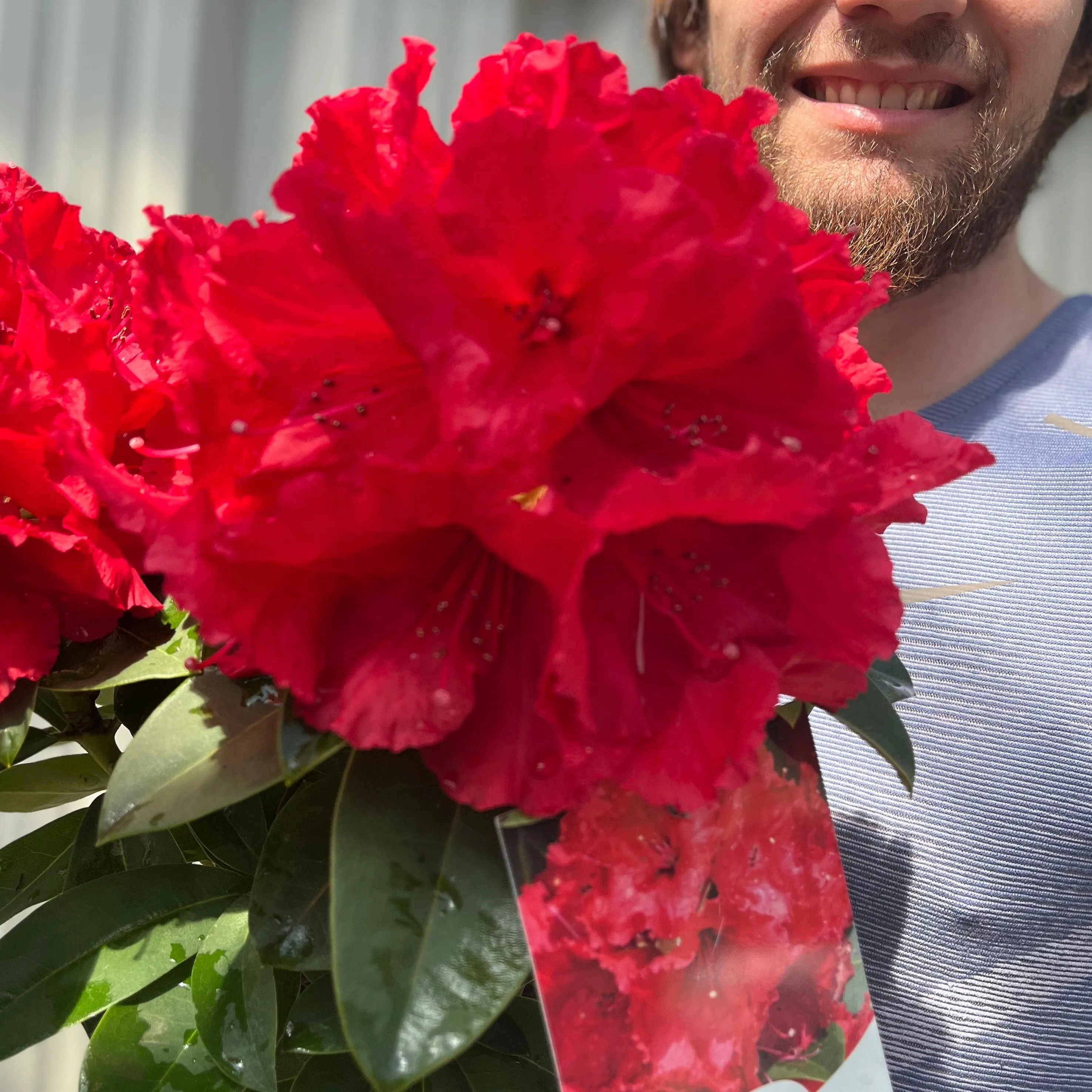 Rhododendron 'Red Jack' 2L