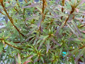 Rhododendron yakuinsulare (Evergreen Species Azalea)