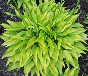 Rocket City Hosta