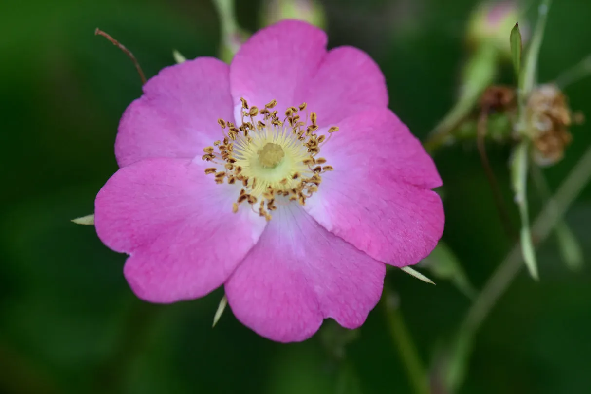 Rosa 'Imperial Cross'  (Hybrid Chinese Rose)