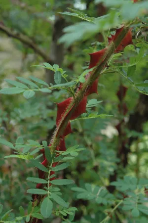 Rosa serecea subsp. omeiensis f. pteracantha (Winged Thorn Rose)